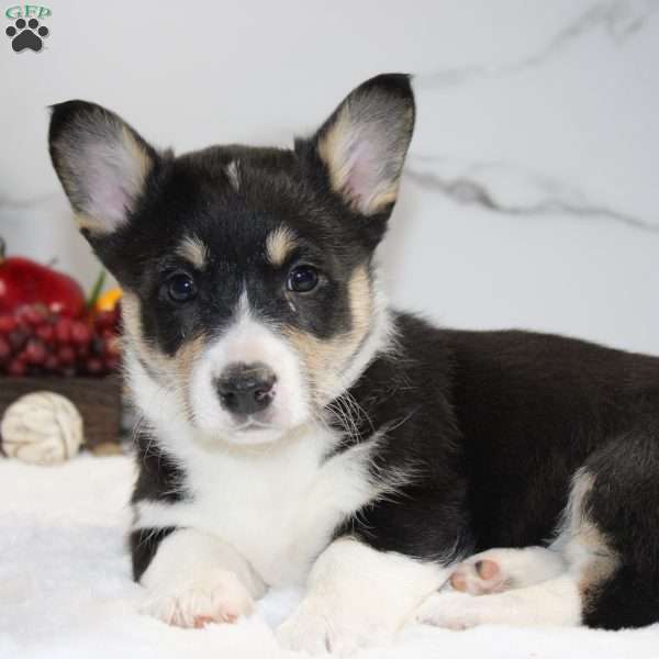 Abby, Pembroke Welsh Corgi Puppy